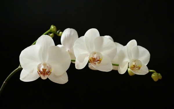 hoa lan trắng đám tang